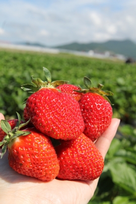 05 いちご.jpg