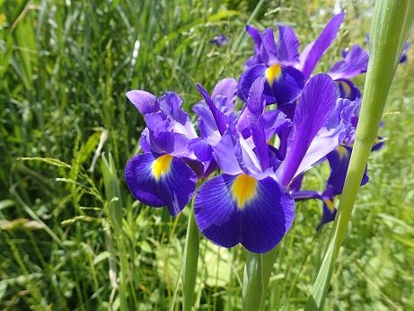 キュウリ受粉必要 葉山農園 5月上旬 暇人主婦の家庭菜園 楽天ブログ