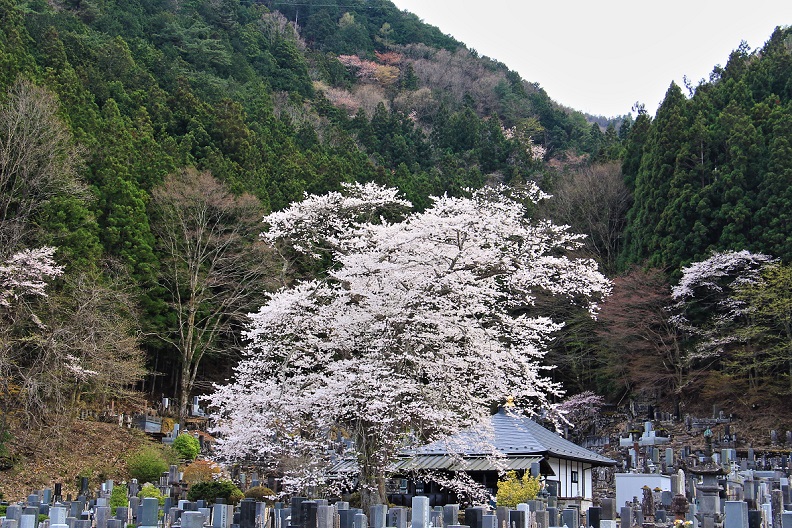 4.墓地の桜－エドヒガン.JPG