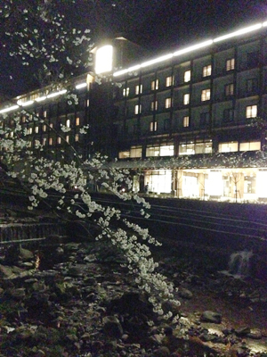 箱根の川べりの桜