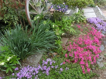 白芝桜の小道 玄関の芝桜 フランス塩ゲランドでパンとサラダ 静かな時が流れる 風の庭 楽天ブログ