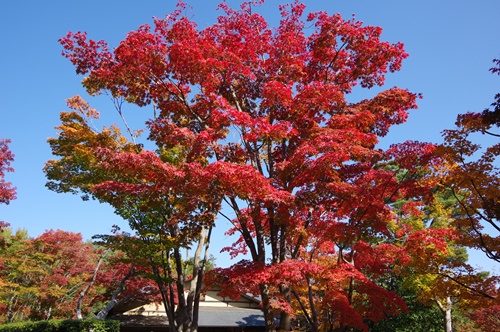 日本庭園にて