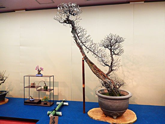 梅３