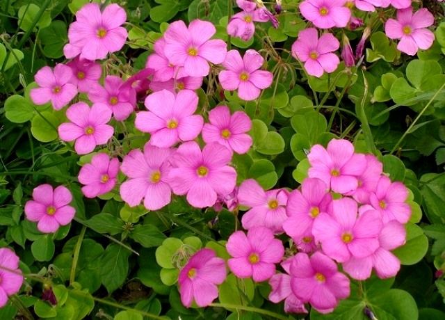すべての美しい花の画像 最高の花 ピンク 小さい