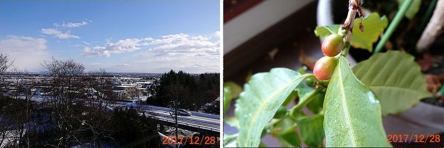 １２／２８色づいてきた.jpg
