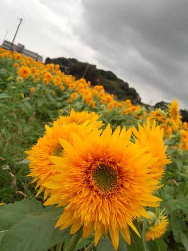 IMG_20130907_114515356.jpg
