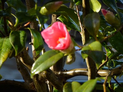 P1000495.jpg