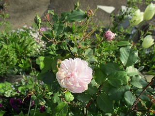 IMG_0321ss.jpg