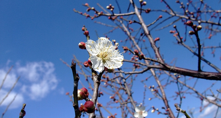 2012梅の開花２.jpg