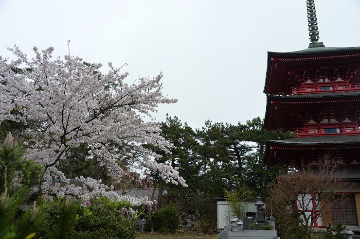 2015.4.10大洗の桜 002.JPG