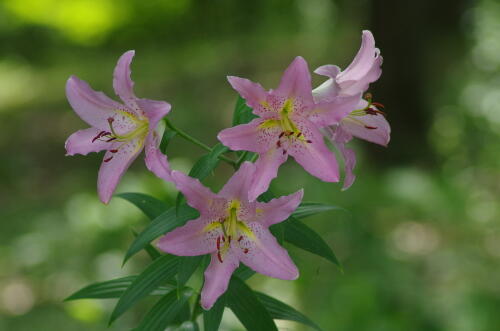 昭和記念公園のゆりの花