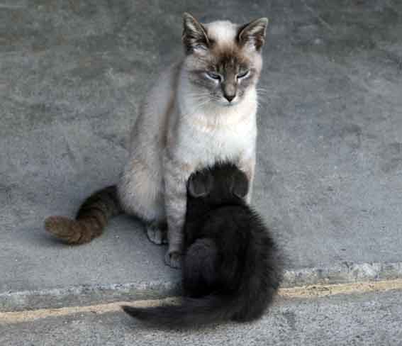 我が家のニャンコ♪2014/02/21-4