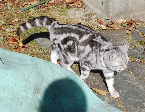 DSC_0081.JPG