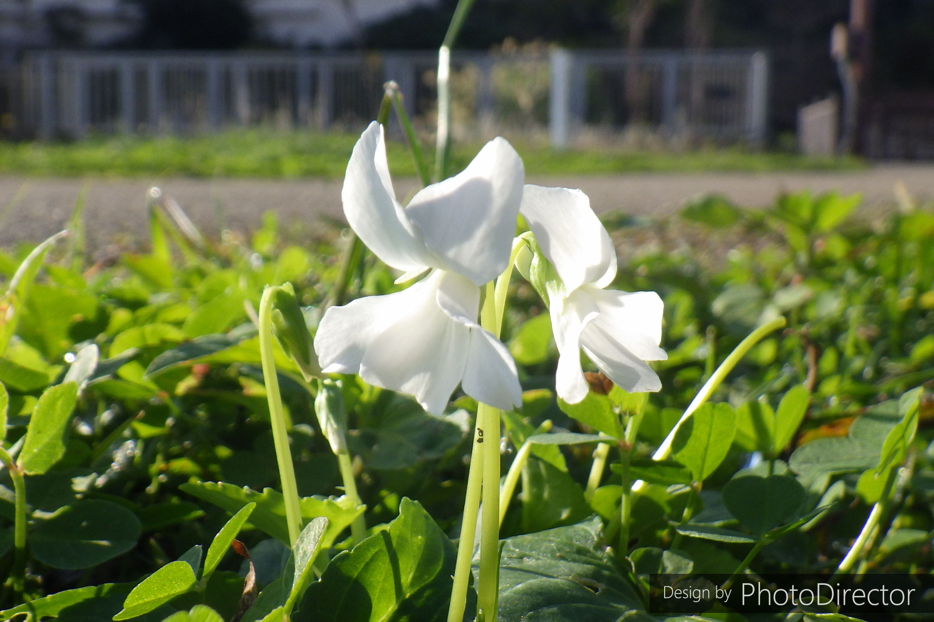 スクラップ ブック の 目次 ねこログ 楽天ブログ