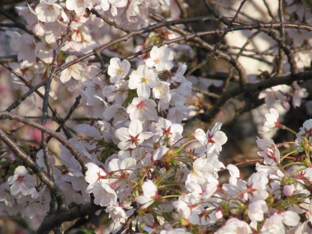 Sakura02.jpg
