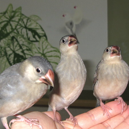孵化約３ヶ月のヒナ文鳥たち（ガイ・ソウ・テイ）