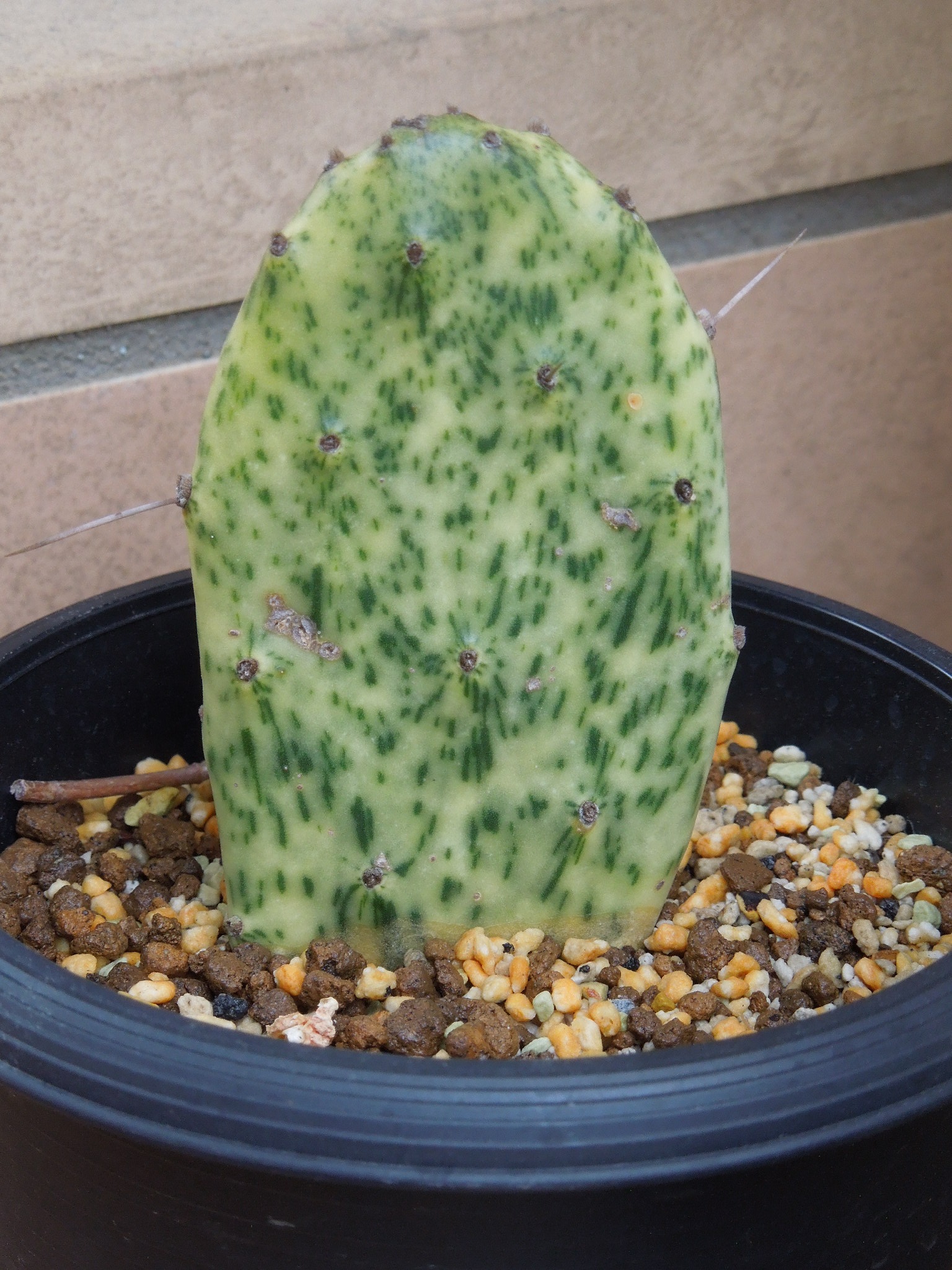オプンチア・ウルガリス レインボー(Opuntia vulgaris variegata