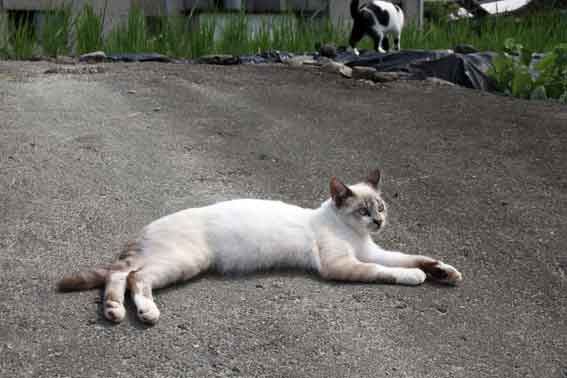 我が家のニャンコ♪2013/9/24-3