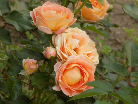 DSCN3591.JPG