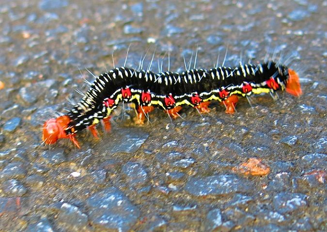 40ページ目の 日記 梅林庵 楽天ブログ