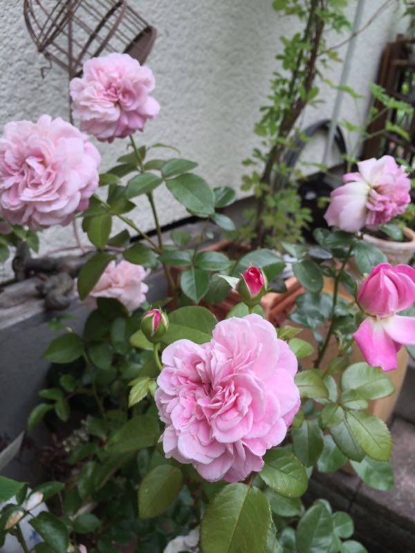 rblog-20160625211621-04.jpg