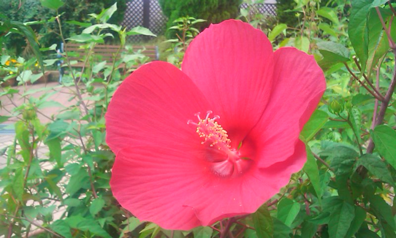 20150819アメリカフヨウ赤10-2