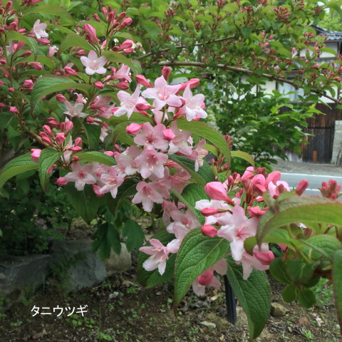 160507taniutugi.jpg