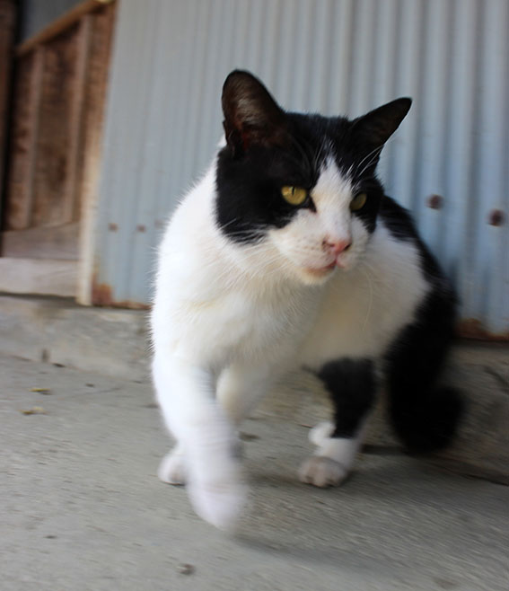 我が家のニャンコ♪2014/12/13-2