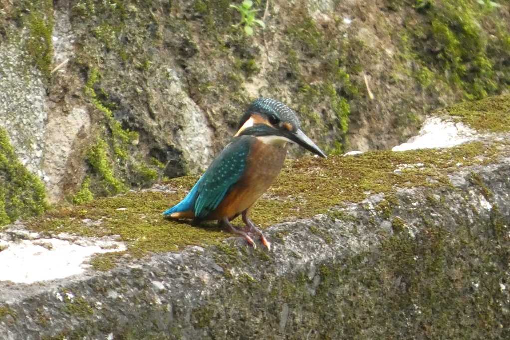 515