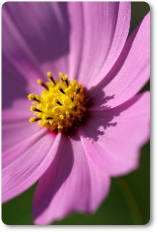 犀川コスモスロード-8 13.9.28