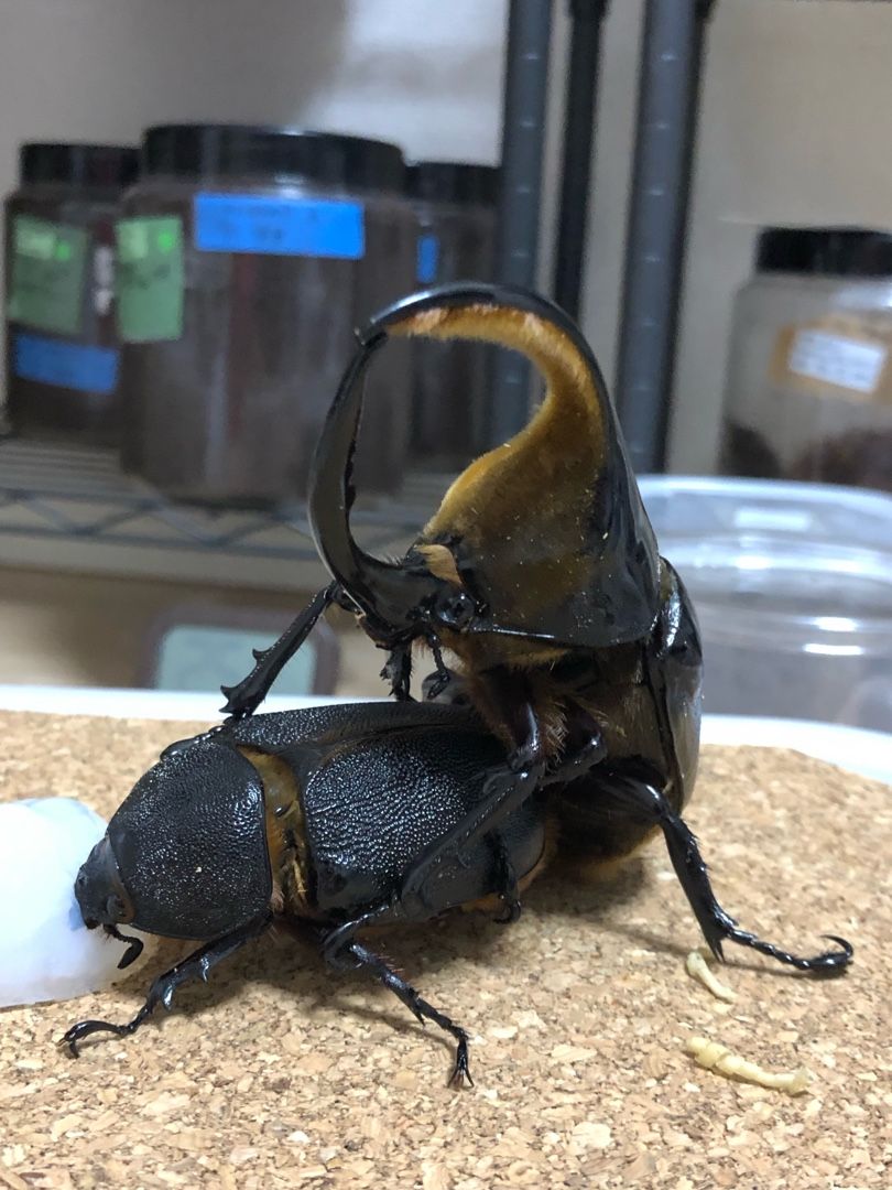 サタンオオカブト飼育 初めて たずとも趣味の部屋 楽天ブログ