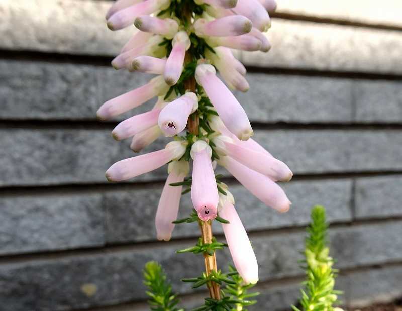 34ページ目の 今咲いている花 Gazengamaのブログ 散歩中に出合った花と趣味の陶芸作品 楽天ブログ