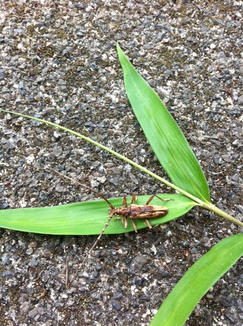 葉っぱと虫