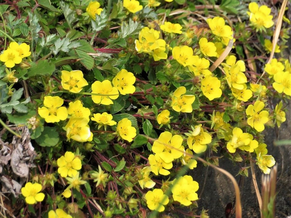 野の花；キュウリグサ、ワスレナグサ、オオイヌノフグリ