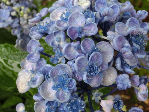 お多福紫陽花