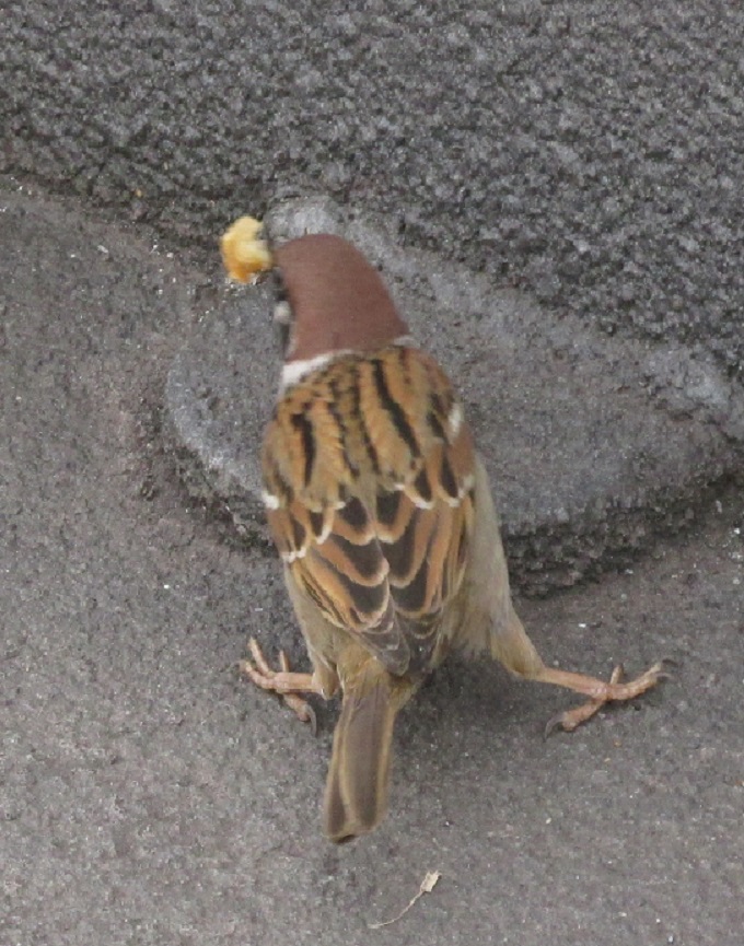 大和波止にいた雀