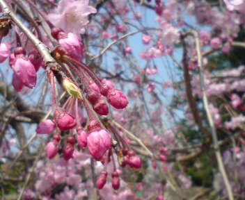 20120409115150.jpg桜つぼみ.jpg