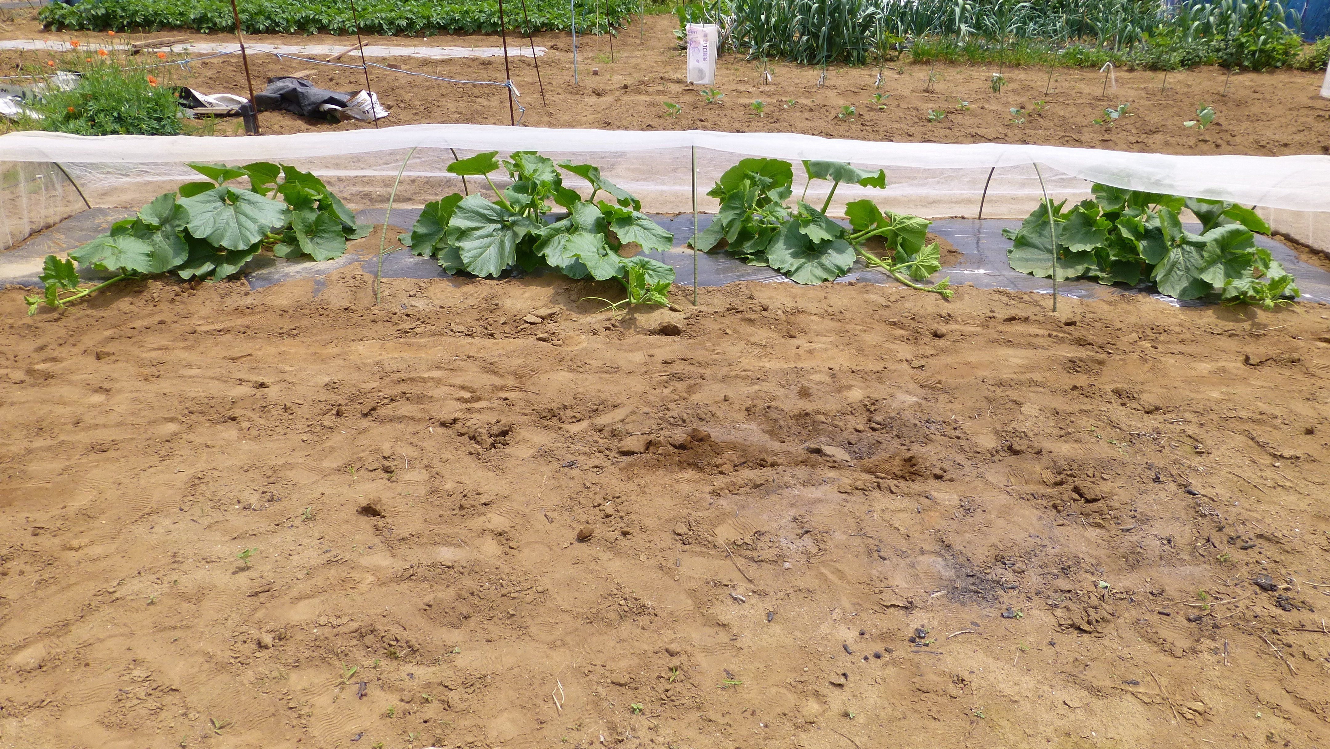 初めてのカボチャの3本仕立て 活き活きpc 園芸三昧 楽天ブログ