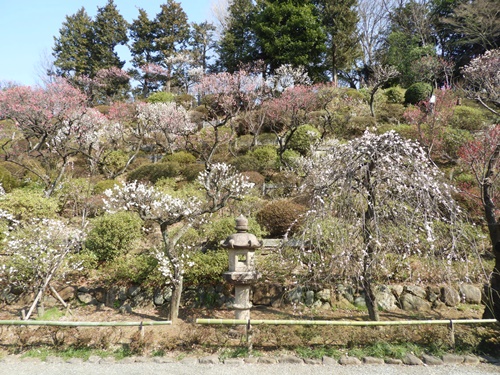 池上梅園