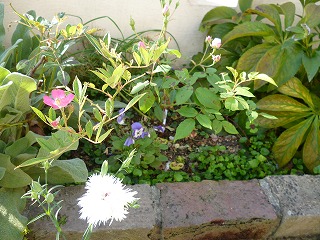 P1270068ss.jpg