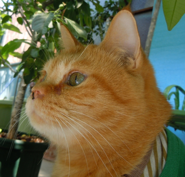 DSCN8491 (600x575).jpg