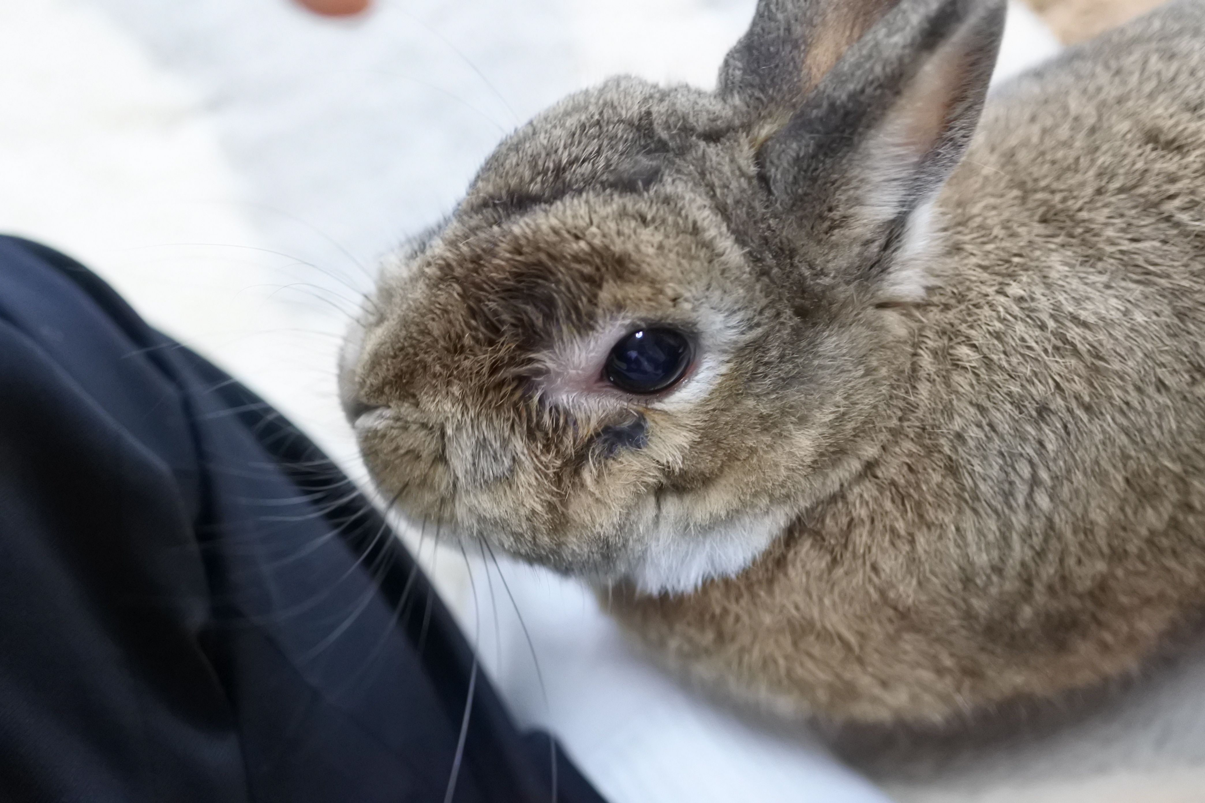 どんちゃんのかわいいお口 うさぎのどんちゃん日記 たまにカメのタカシ 楽天ブログ