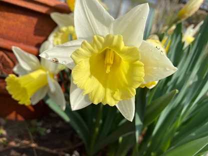 もう一つの 春一番 とラッパ水仙 漢字の話 静かな時が流れる 風の庭 楽天ブログ