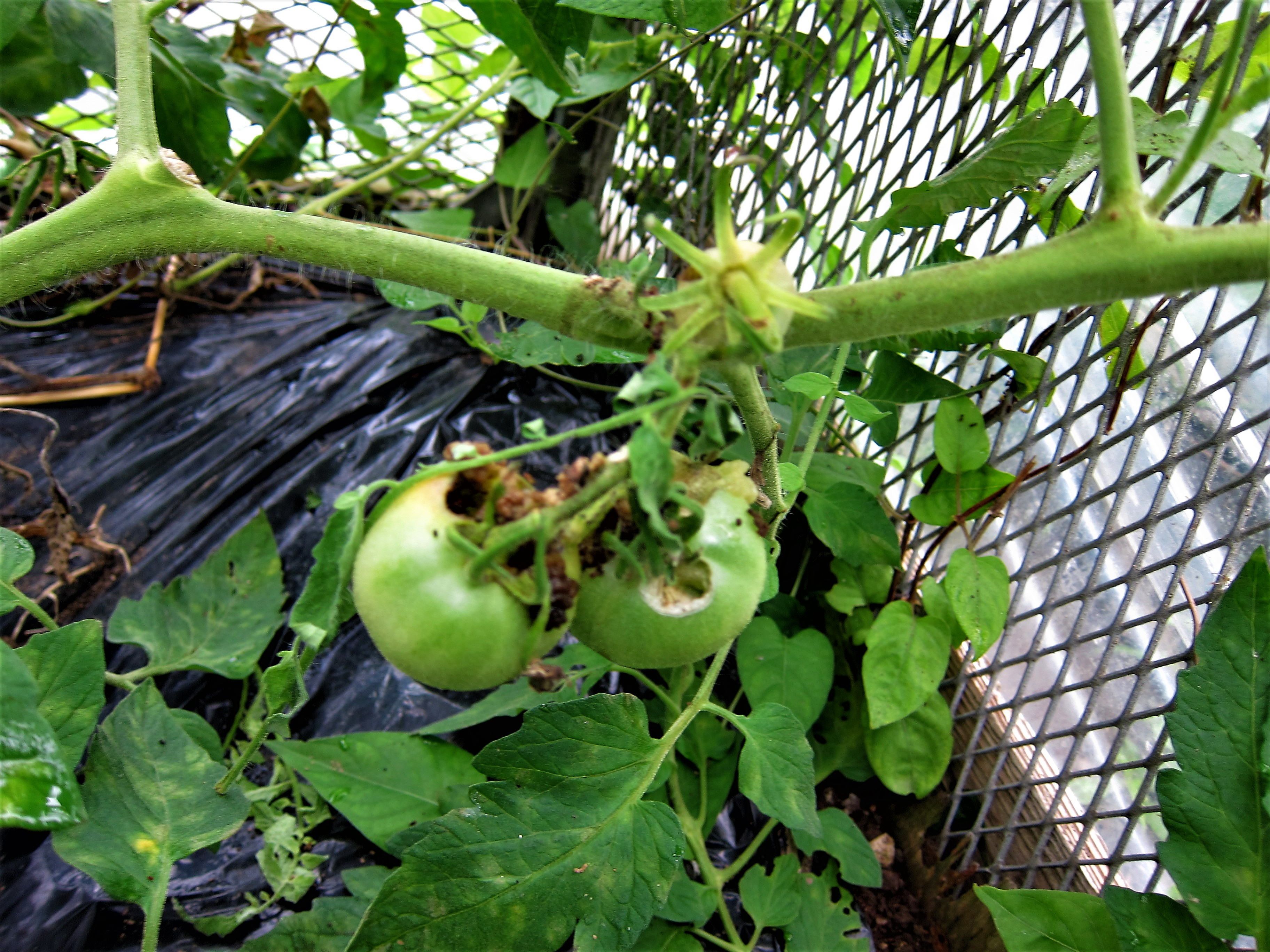 トマトの害虫対策と屋根西瓜 Hanadai S Ocean 楽天ブログ