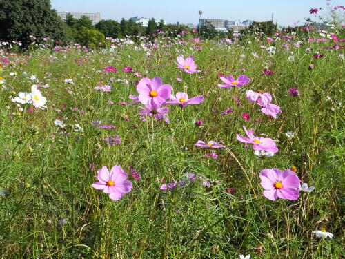 花の丘のコスモス