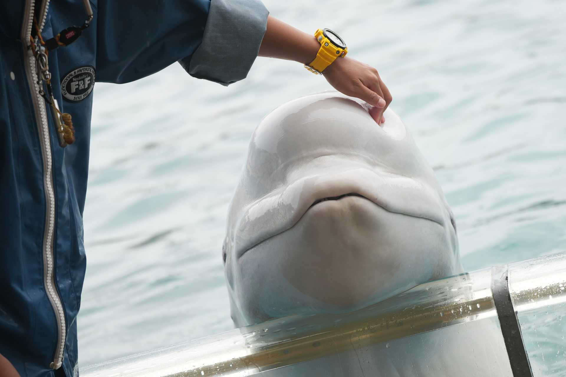 ベルーガって見てるだけで和むよね イルカカメラとわんわんwinとねこmac 楽天ブログ