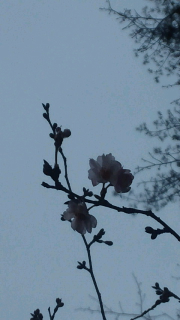 冬の桜１.jpg