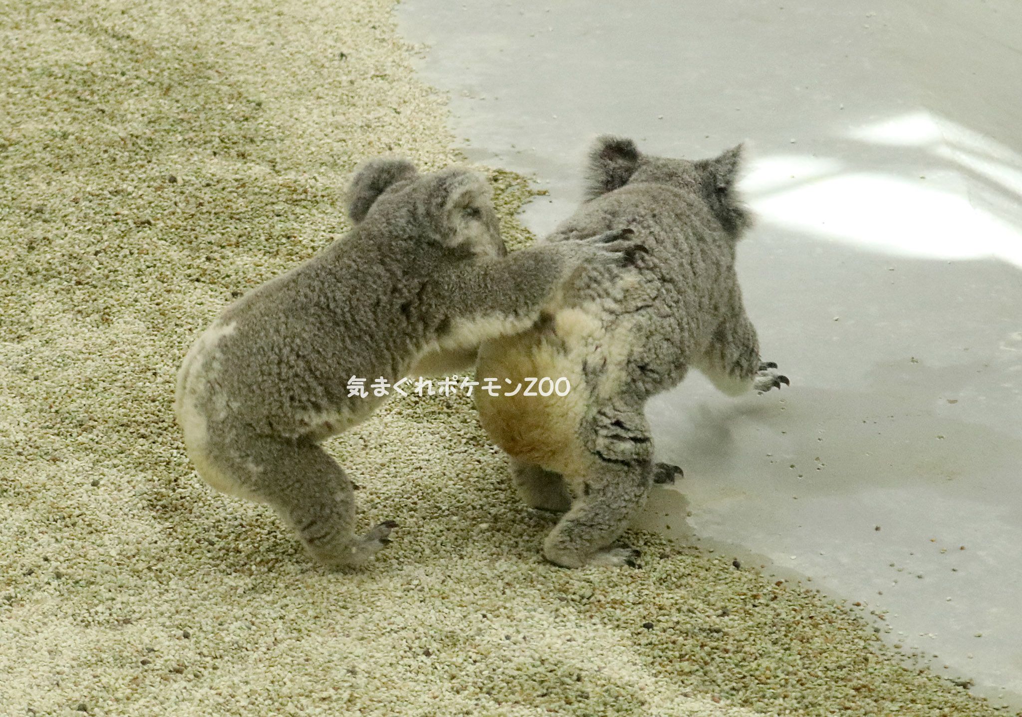 埼玉県こども動物自然公園ー 気まぐれポケモンzoo 楽天ブログ