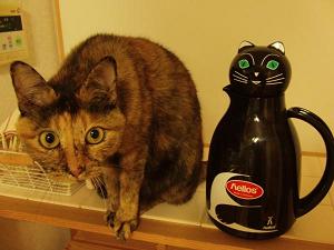 ベリーちゃん猫ポット.jpg