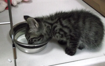 こねこ　容器からミルク　8月5日.jpg